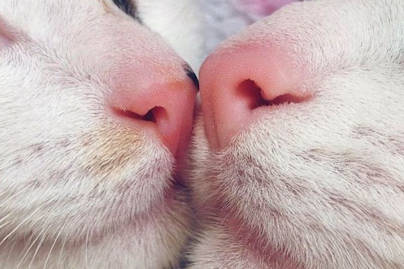 該名飼主著迷於愛貓的鼻子和嘴巴。   圖／Instagram： alexthecat.14