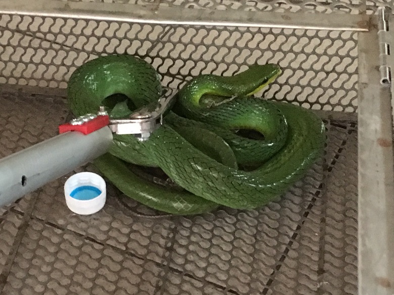 竄入板橋四川路連鎖咖啡店的無毒寵物蛇「紅尾鼠蛇」，一度被誤以為是台灣本土毒蛇「赤尾青竹絲」。   圖：翻攝新北市動保處網站