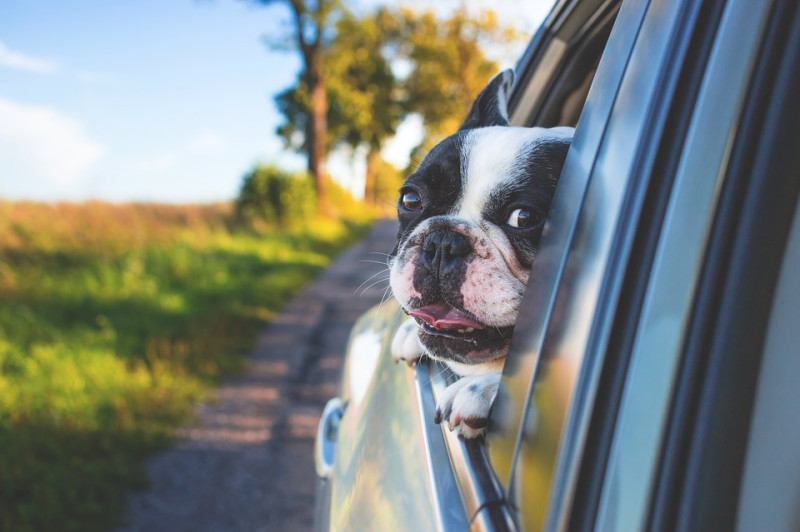 如果狗狗會暈車，請盡量不要讓狗狗看窗外的景色，這樣會讓牠比較舒服點。   圖：寵毛網petsmao資訊平台提供