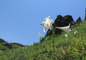 百合花語是純潔、高雅、財富、榮譽、神聖。百合也是最能代表台灣的植物，是台灣分佈最廣的植物，從低海拔地區到3000公尺高山，從北部的東北角、宜蘭的海邊到中部的大肚山，都可見到蹤跡。   圖:翻攝自新北市農業局官網