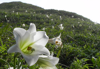 宜蘭龜山島上以台灣百合為主的野生百合、鐵炮百合也是春夏間，令人激賞的風景。   圖:翻攝自新北市農業局官網