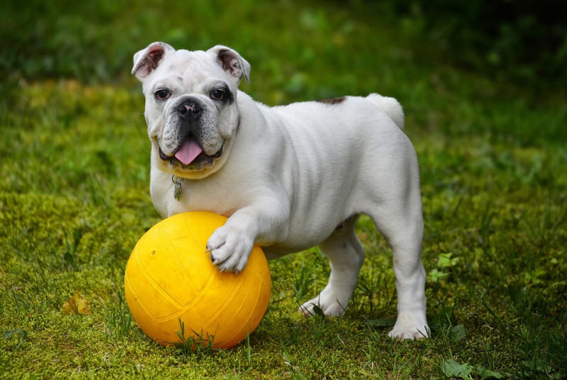 改放不同尺寸的球，公狗不會有太大反應，只是盯著球球看個幾眼；但母狗卻會發現球球變大了（或縮小了），直愀著眼前的球球盯著仔細。   圖：寵毛網petsmao資訊平台提供