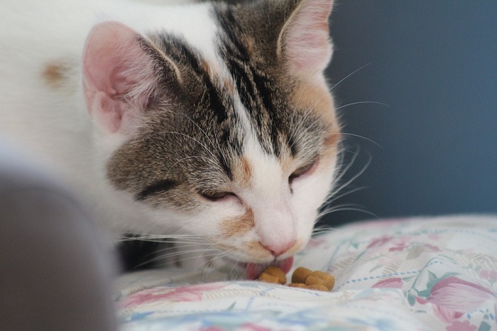 貓咪跟人類一樣有感覺味道的「味蕾」，但是數量只有約人類的1/10。所以味覺不像人類那麼細膩，只能感覺到鹹味及苦味等程度。   圖：寵毛網petsmao資訊平台提供