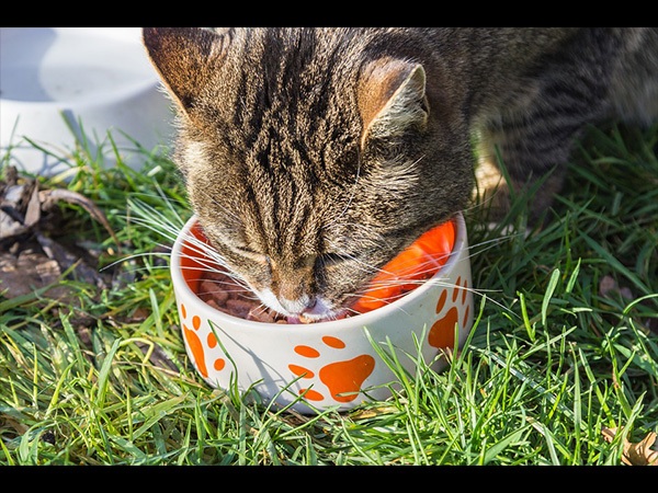 日常給貓咪餵食的食物及貓飼料，都會影響到貓咪的健康及壽命。   圖：寵毛網petsmao資訊平台提供
