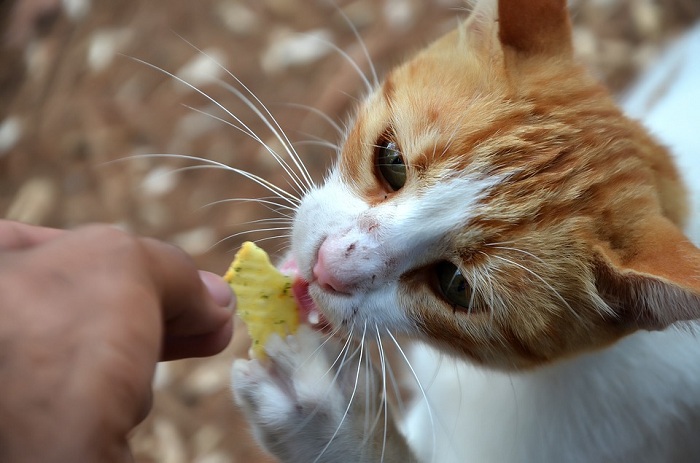 貓咪跟人類不同，幾乎無法從碳水化合物中攝取營養。   圖：寵毛網petsmao資訊平台提供