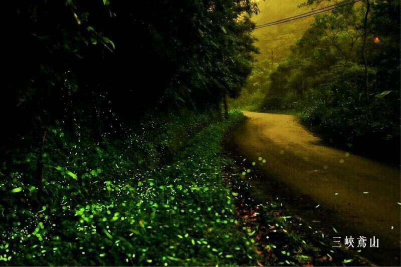 三峽鳶山每到夏夜點點螢光放閃。   圖：翻攝自朱立倫臉書