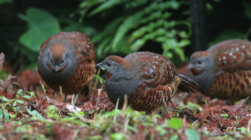 台灣竹雞   圖：中華民國野鳥學會／提供