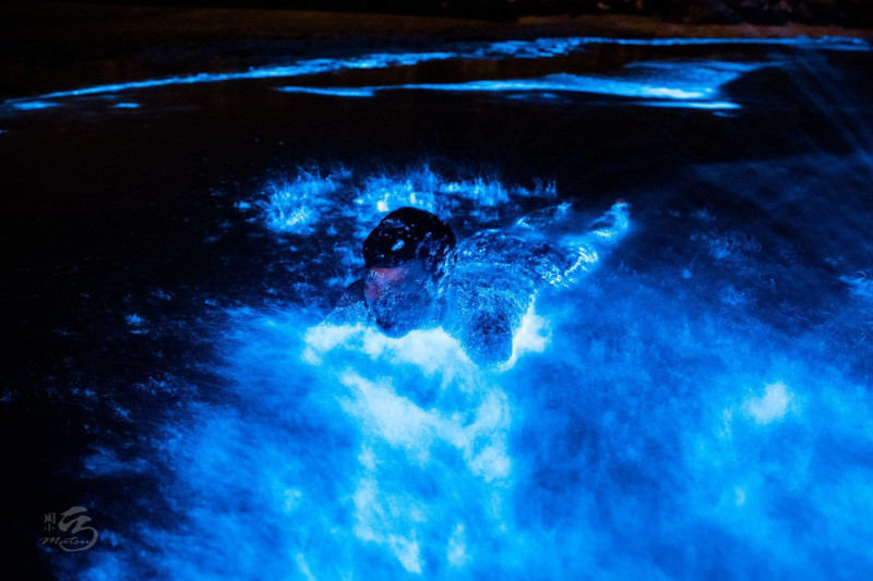 藍眼淚是因為「夜光蟲」渦鞭毛藻在夜間發出螢光，將海水染成藍色。   圖：翻攝自北竿藍眼淚粉絲團臉書