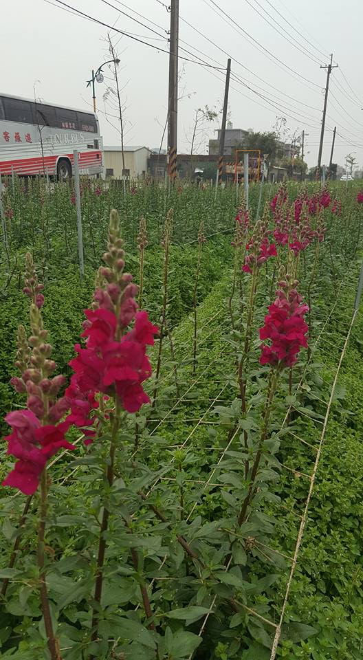 顏色繽紛鮮豔的金魚草，花語有活潑熱鬧之意，為農村添上一點喜氣。   圖：翻攝自林園居農場臉書
