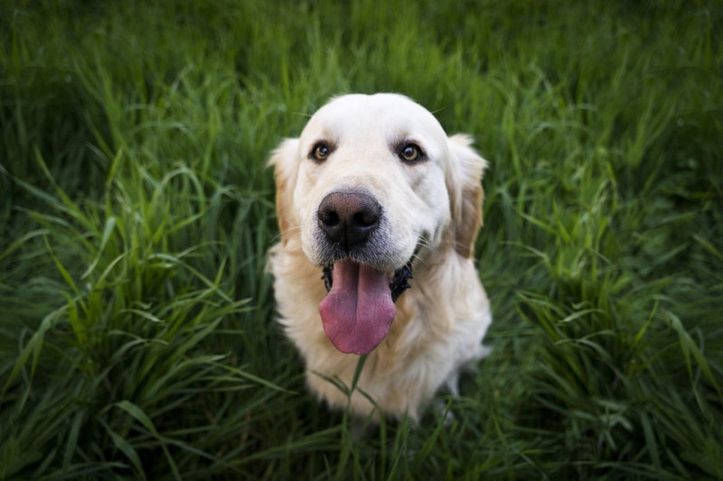 讓狗狗做好基本的服從訓練，才能有效防止狗狗在散步時亂吃便便。   圖：寵毛網petsmao資訊平台提供