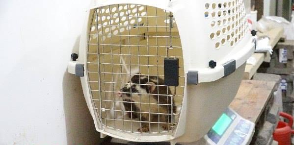 行政院防檢局今(28)日指出，昨確定雲林縣一處發現鼬獾感染狂犬病死亡案例，也呼籲民眾不要捕捉野生動物，並攜帶家中犬貓打疫苗。   台北市動物園提供