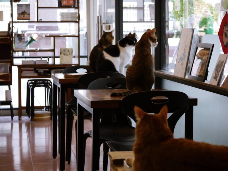 梓書房是一間可以跟貓貓一起看書的獨立書店，座落在四川路一座小社區。   圖：翻攝自梓書房臉書