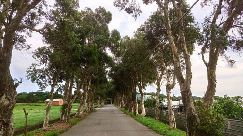 「2017桃園地景藝術節」將於8月18日登場，主場區觀音廣福社區擁有美麗的白千層自行車林道。   圖:邱傑/提供