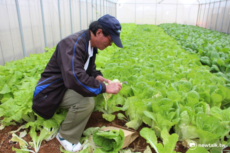 農場內種植黑葉白菜、荷葉白菜、小松、小白菜等蔬菜。   圖：呂晏慈攝