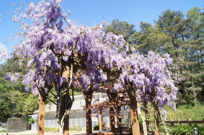 紫藤花擁有「沉迷的愛」花語，象徵情人間最幸福的時刻。   圖：翻攝自福壽山農場粉絲團臉書