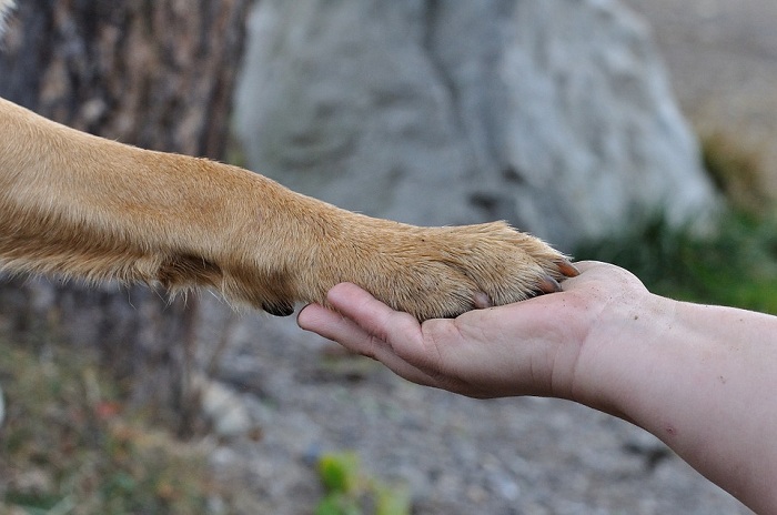 狗狗會舔肉球的原因是因在對自己的爪子進行護理，是非常自然的事情。但是，如果過於持續的舔舐肉球，甚至會咬肉球的時候，就要注意。   圖：寵毛網petsmao資訊平台提供