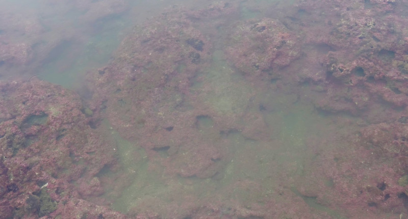 特生中心劉靜榆博士2017.04.25所拍攝的大潭藻礁。長期爭取保留大潭藻礁，拒絕大潭電廠開發的桃園在地聯盟，在臉書指出，大潭藻礁的狀況，比觀新藻礁還好。位於第2道及第3堤堤之間的殼狀珊瑚藻    圖：翻攝自桃園在地聯盟臉書
