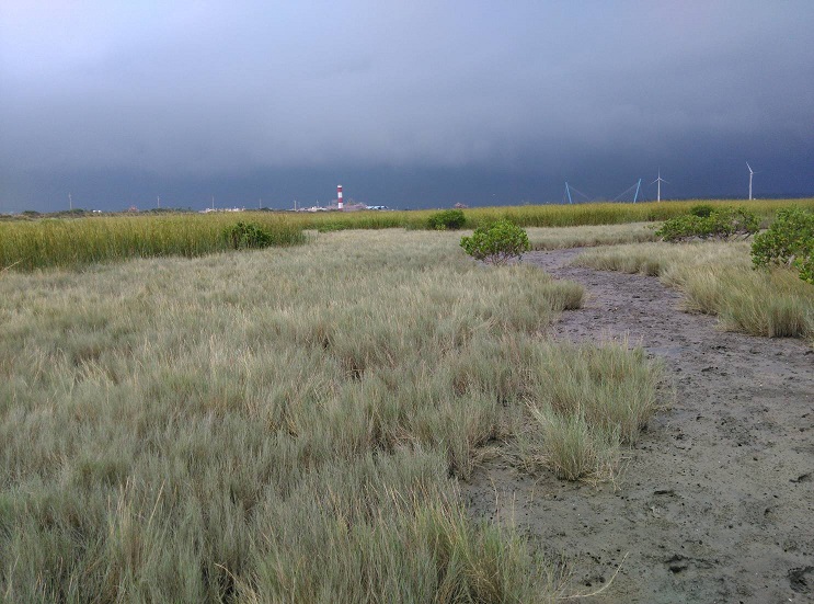 高美濕地一號堤外在退潮後，可以清楚看見大面積的互花米草。   圖：台中市政府/提供