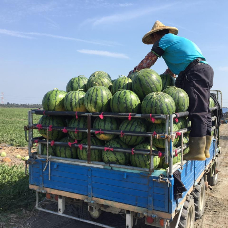 5月6日前往二崙自強市場，就可以免費吃到又甜又多汁的西瓜。   圖：翻攝自廖爸爸西瓜農場臉書
