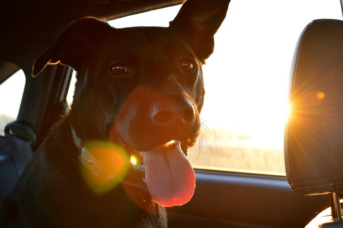 夏天車內溫度高，不要將狗狗單獨留在車內。   圖：寵毛網petsmao資訊平台提供