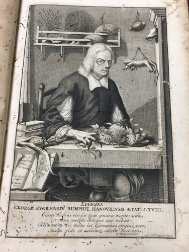 德裔荷蘭植物學家朗佛安斯（Georg Eberhard Rumphius）的《安波那博物誌》出版。   圖：台灣圖書館/提供