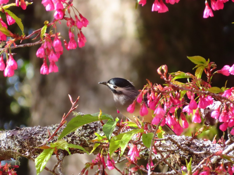 白耳畫眉為了吸食櫻花蜜，在櫻花叢中跳躍飛舞。   圖：取自東勢林區管理處網站