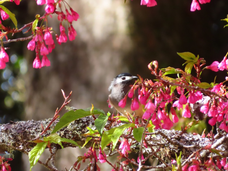 大雪山櫻花與白耳畫眉。   圖：取自東勢林區管理處網站