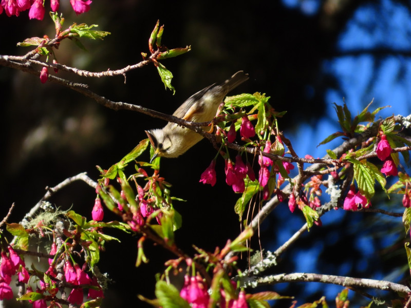 大雪山櫻花與冠羽畫眉。   圖：取自東勢林區管理處網站