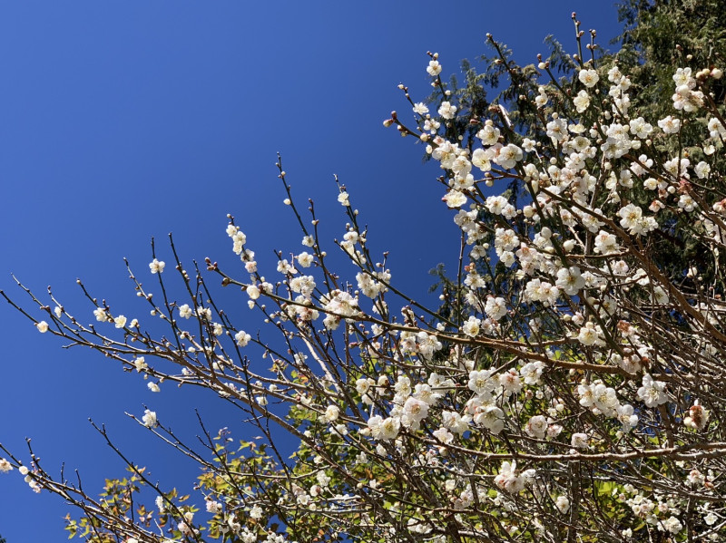 大雪山收費站的梅花也盛開。   圖：取自東勢林區管理處網站
