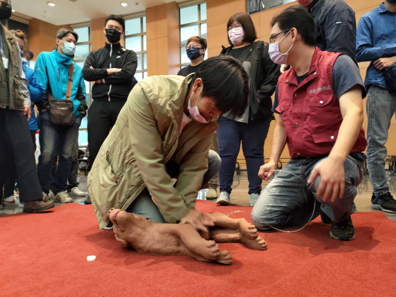 新北市動保處推行寵物CPR認證，動保處人員指導如何對狗狗進行胸外按摩。   