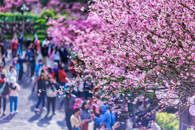 淡水天元宮春節期間三色櫻綻放吸引大批遊客前往，接下來還有3月的吉野櫻花期接力來到，精彩可期。   圖：新北市景觀處提供