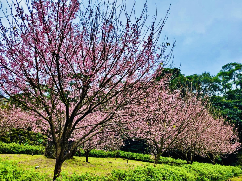 淡水天元宮三色櫻花期已到尾聲，3月中將迎來粉嫩吉野櫻盛開期。   圖：新北市景觀處提供
