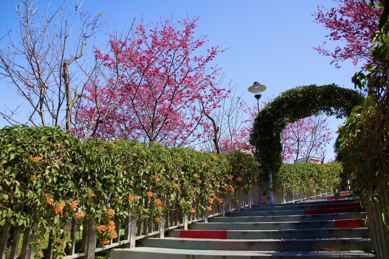 鶯歌永吉公園櫻花及炮仗花盛開中。   圖：新北市景觀處提供
