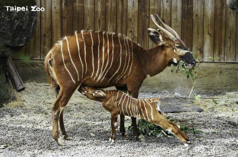 斑哥羚羊寶寶「元宵」身體健康。   圖：台北市立動物園／提供