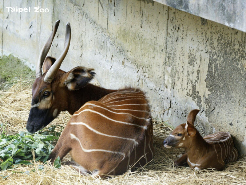 斑哥羚羊的懷孕期將近十個月，一胎只生產一隻幼仔。   圖：台北市立動物園／提供