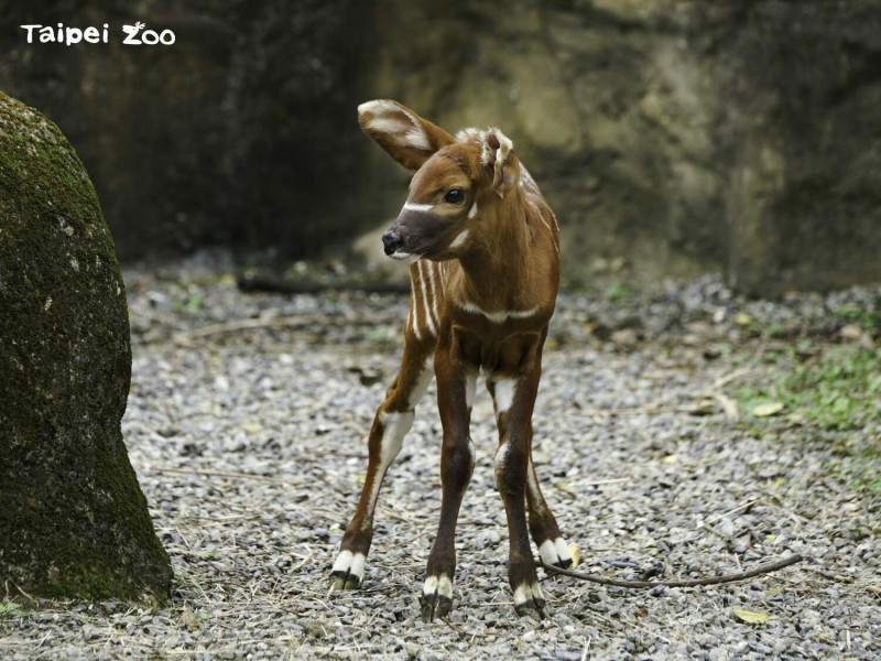 斑哥羚羊是雄性與雌性皆會長角的牛科動物，而幼仔約至半歲大才會開始長角。   圖：台北市立動物園／提供
