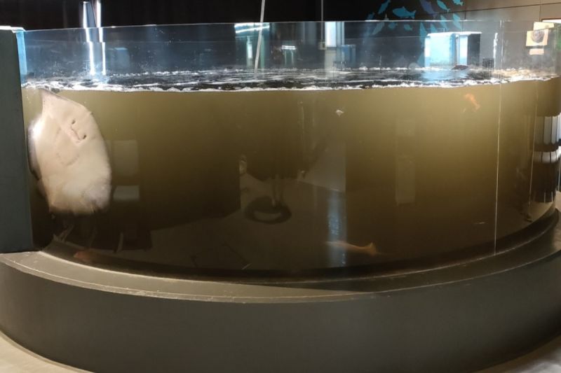 水族館缸內水質混濁，根本原因竟是裡頭居民。   圖／Twitter：murosui_kochi