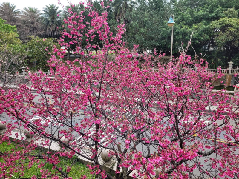 竹林山觀音寺山櫻花正盛開。   圖：新北市景觀處提供