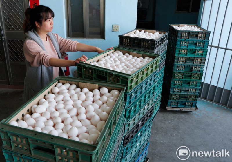 雞蛋產銷失衡，蛋價直直落，農業部長陳駿季於今(29)日表示，將淘汰低產的老母雞以平衡市場。他也呼籲零售商降價，促進消費。(圖為雞蛋示意)   圖：張良一／攝 (資料照)