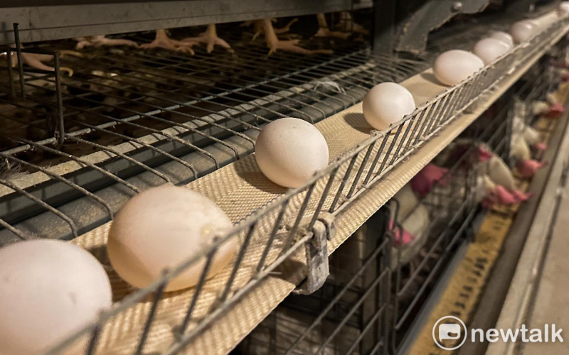 水簾式蛋雞場內蛋雞剛生出的雞蛋藉由輸送帶運出，再自動裝在蛋架上，耗費人工少。   圖：張良一/攝