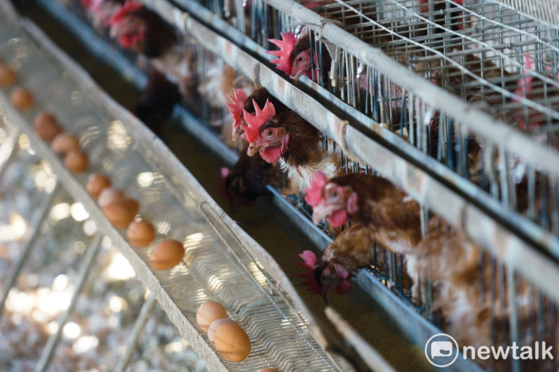 彰化二林一處生產紅殼雞蛋的傳統開放式養雞場。   圖：張良一/攝