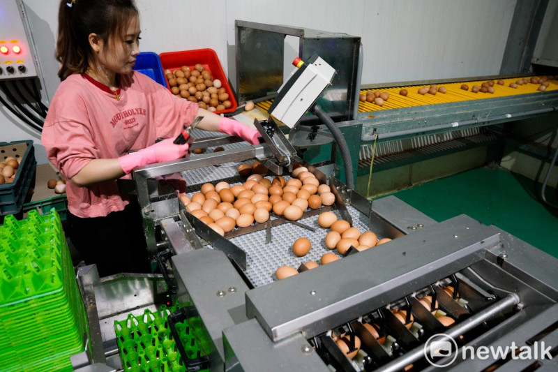 台北市蛋商公會今(25)日宣布雞蛋價格將再次下調2元，這是2個月左右第6次宣布降價。（圖為蛋雞場工作狀況）   圖：張良一/攝