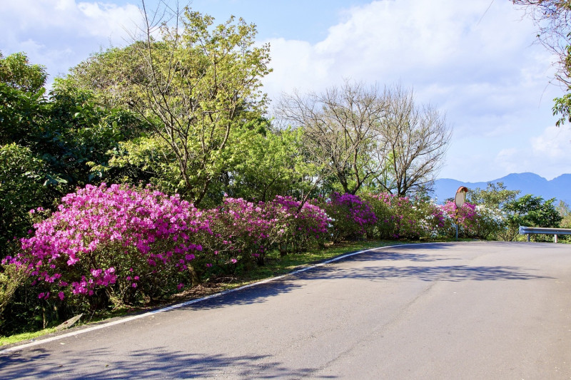 雙泰產業道路櫻花廊道修剪及複層次植栽杜鵑種植。   圖：新北市景觀處提供