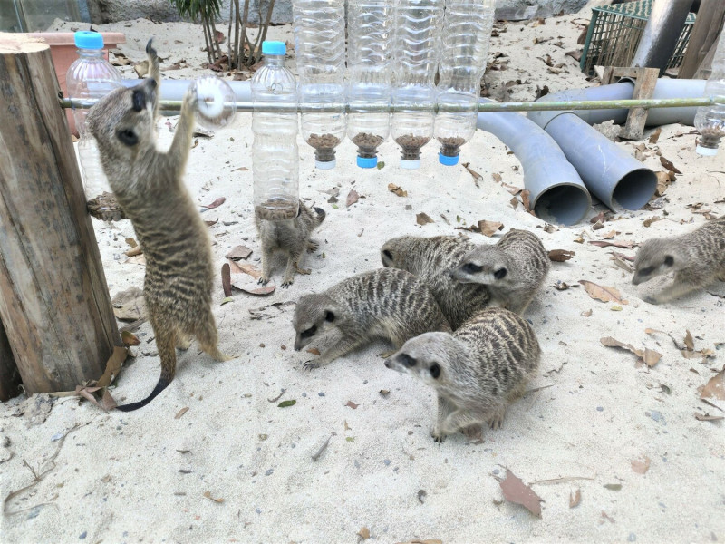 壽山動物園運用回收寶特瓶戳孔放入狐獴最愛的麵包蟲進行覓食測試。   圖：高雄市觀光局/提供