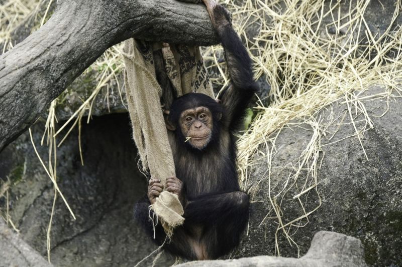年輕的黑猩猩有可能玩心更重，容易觀察到牠們利用身邊可以取得的素材當作玩具。   圖／臺北市立動物園授權提供，詹德川攝