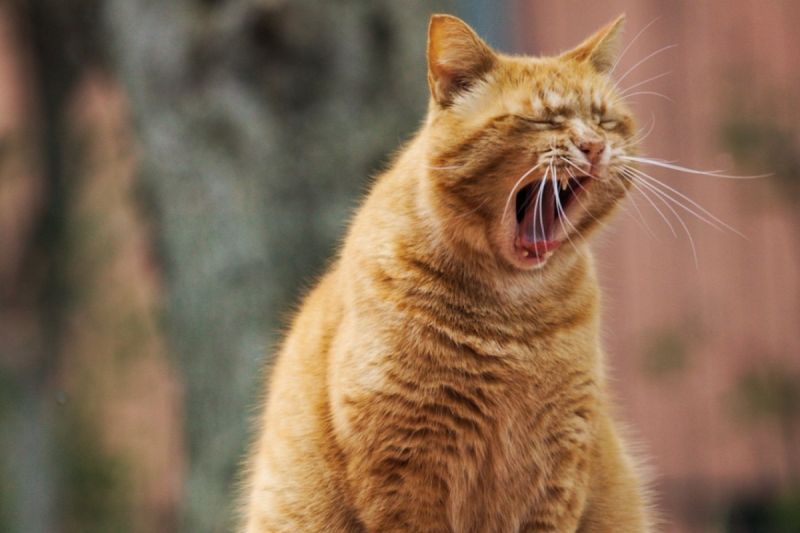 貓行為獸醫師林子軒分享一個專屬於貓咪的智力測驗。   示意圖／Pixabay