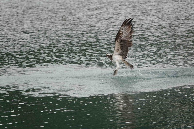 魚鷹俯衝捉魚的英姿，是鳥友最想捕捉的鏡頭。   圖：新北市動保處提供