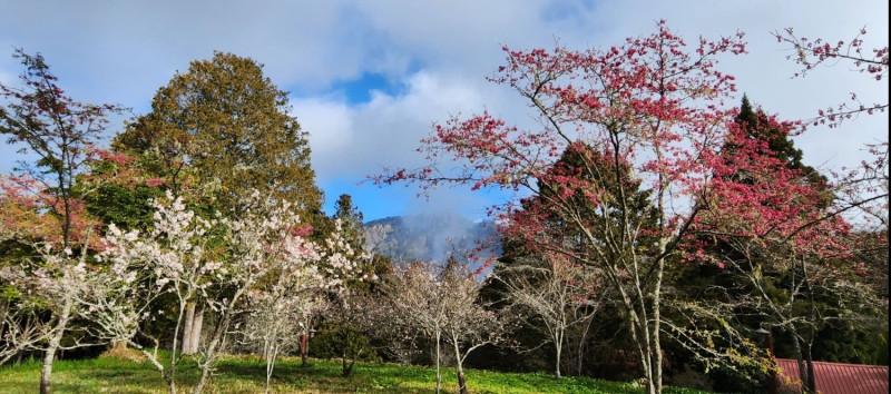 沼平公園山櫻花與白木蘭交錯綻放。   圖：翻攝自林務局嘉義林區管理處官網