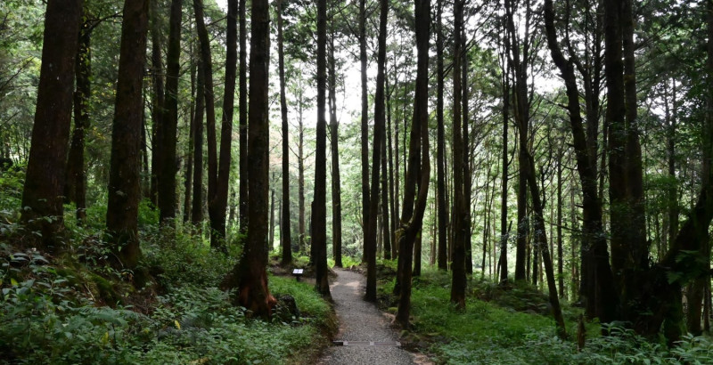 全台第一條森林療癒步道「水山療癒步道」將於3月11日啟用。   圖：翻攝自林務局嘉義林區管理處官網