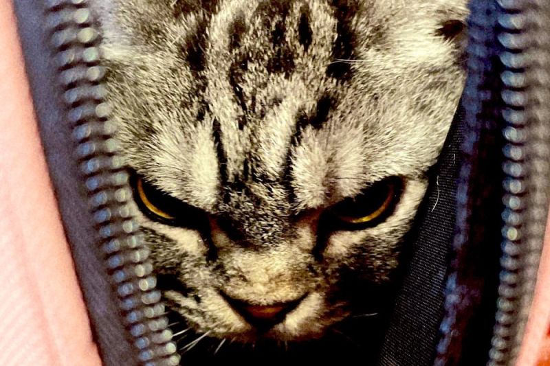 貓咪Nico不滿要去獸醫院剪指甲，露出一張堪比經典恐怖片《鬼店》的表情。   圖／Twitter：sacoeco